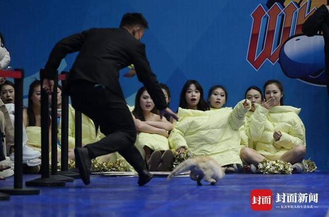 yl23455永利官方网站-CBA赛场“意外”：两只猫咪闯入捣乱，保安上演爆笑追逐战